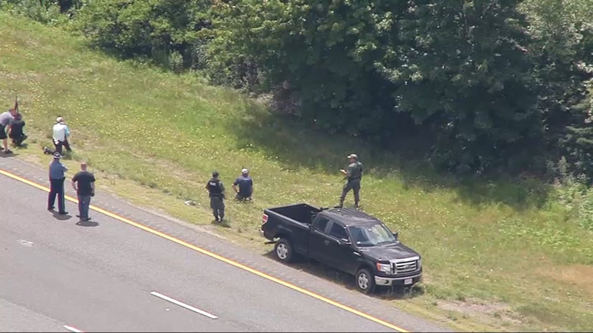Bear Stranded on I495 Median in Raynham NBC Boston