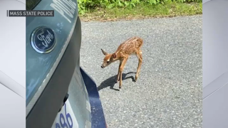 A deer fawn checking out a Massachusetts State Police cruiser that was blocking an access road to the Massachusetts Turnpike to keep the animal and its mother safe on Sunday, June 5, 2022.