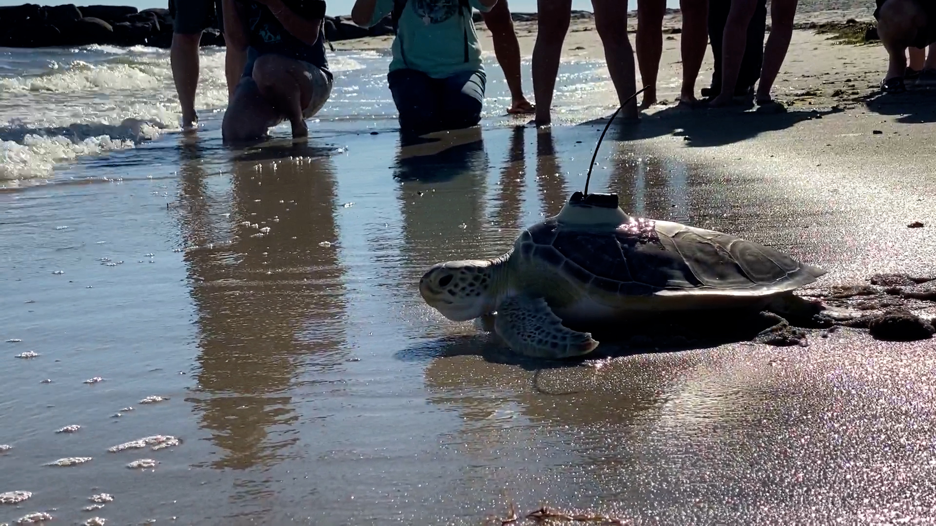 Sea Turtles Return To Ocean On Cape Cod Massachusetts – NBC Boston