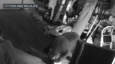 Bear Break-Ins at Record High in Vermont – NBC Boston Bear Break-Ins at Record High in Vermont – NBC Boston