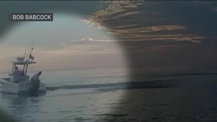 Whale Bumps Boat Off Plymouth Coast