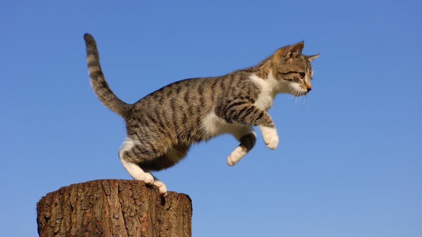 Why Do We Say Cats Have Nine Lives?