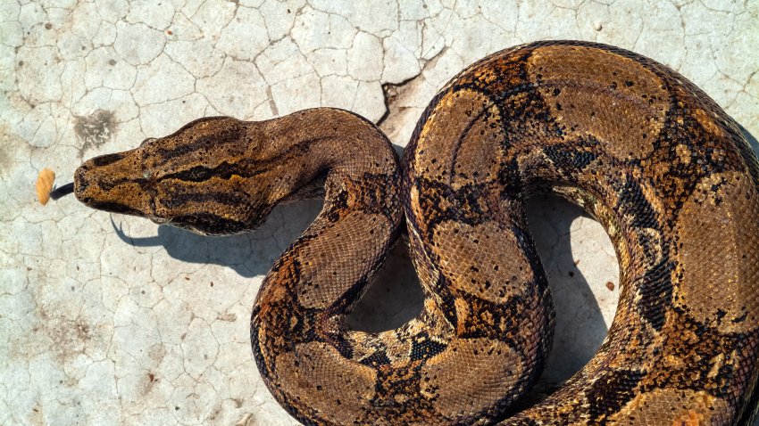 A red-tailed boa constrictor is pictured. A giant snake, not pictured, nearly strangled a man to death in the Lehigh Valley, Pennsylvania, Wednesday, July 20, 2022, police said.