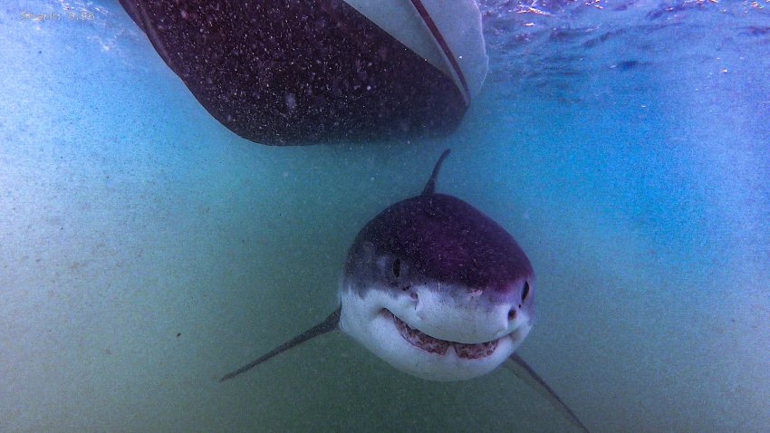 Mammoth Deep Blue shark photos go viral – Boston Herald