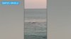 Video Shows Shark Feeding on Seal Off Nauset Beach
