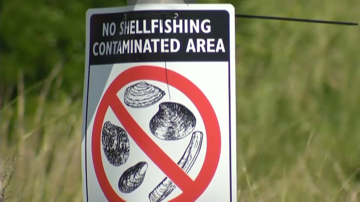 Red Tide Hits Mass. Coast, Leading to Shellfishing Ban, Shortage of