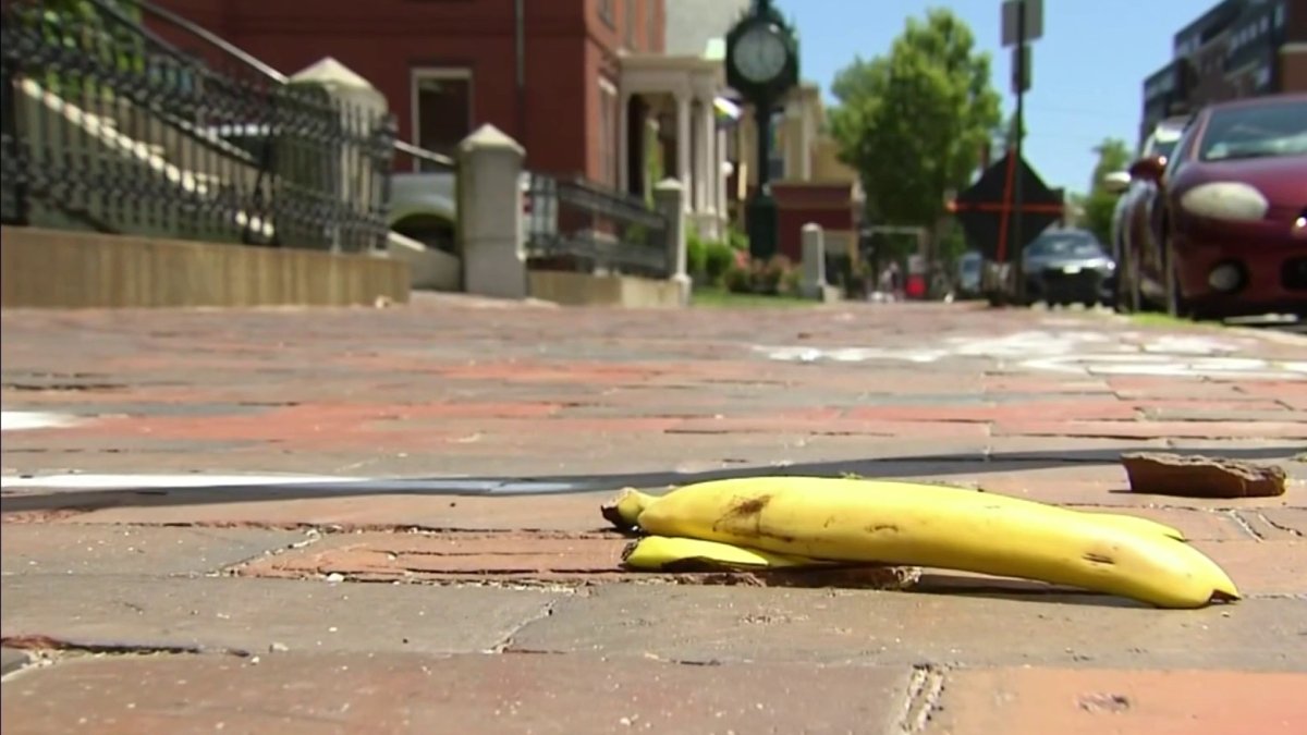 Portland, Maine Monkey Mystery – NBC Boston - Vimarsana News