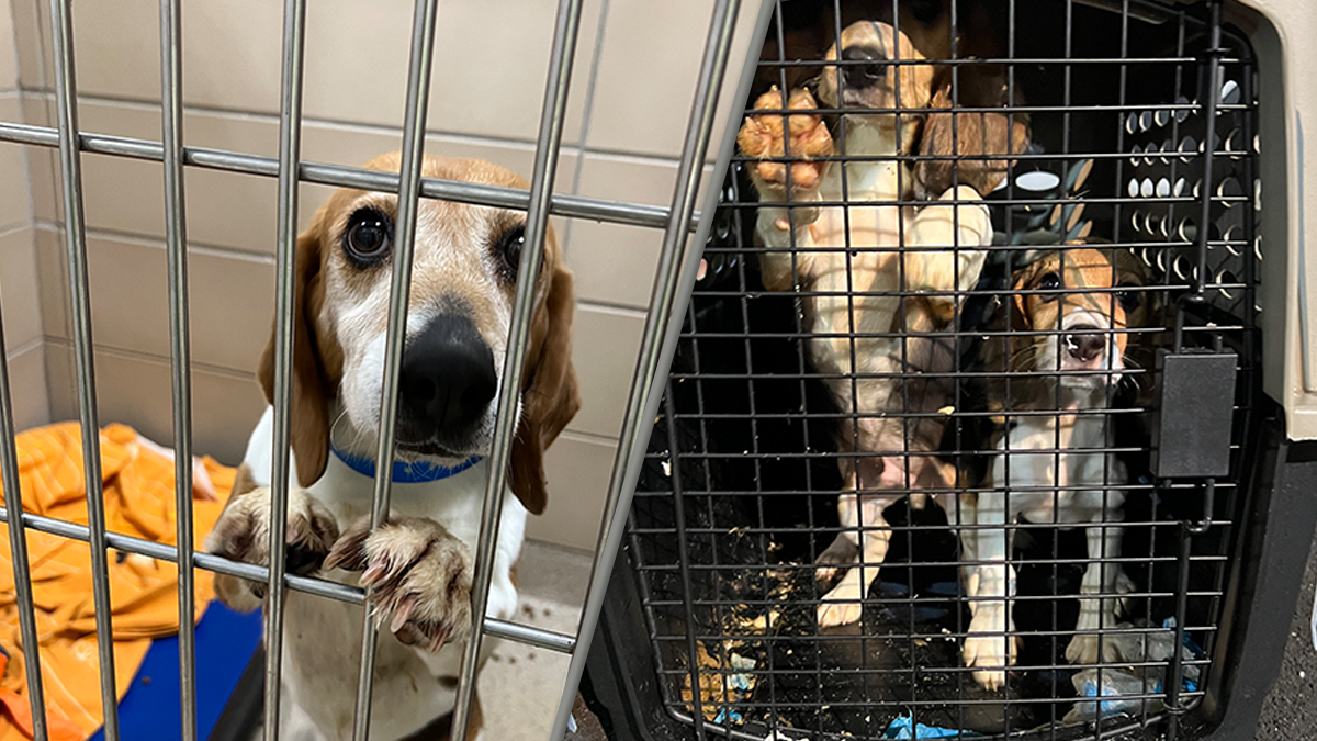 Lab beagle hot sale rescue