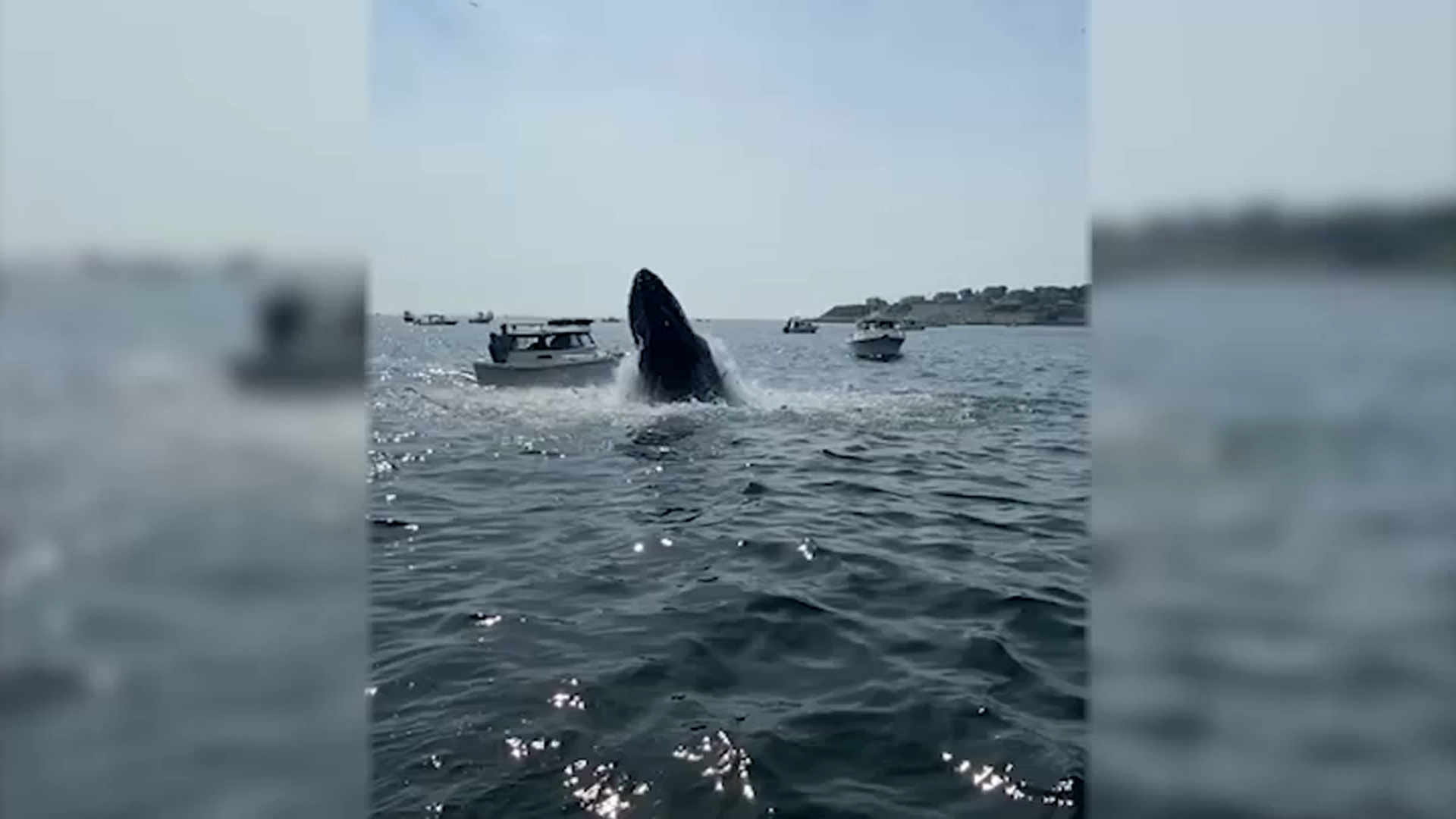 Кит под мостом в канаде