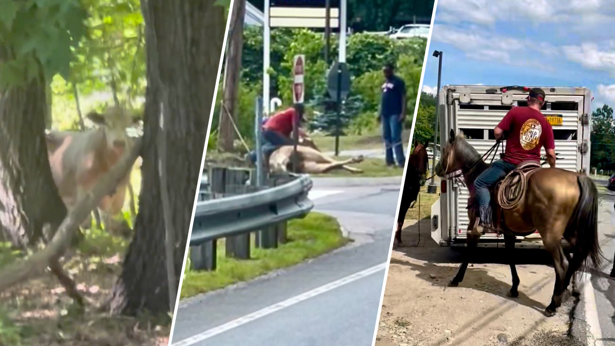 Cowboys Catch Runaway Bull in Pelham, NH NBC Boston