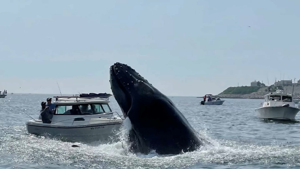 Plymouth Whale Video: Whale Breaches, Lands on Boat – NBC Boston