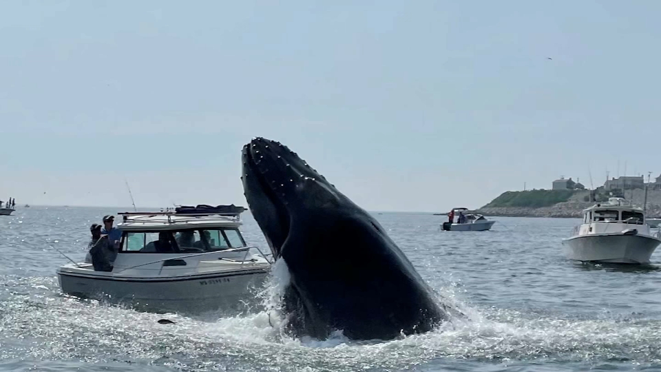 whale lands on yacht