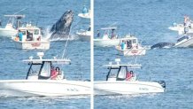 This side-by-side photo comparison shows the before and during of a whale landing on a boat Sunday morning off the coast of Plymouth, Massachusetts.