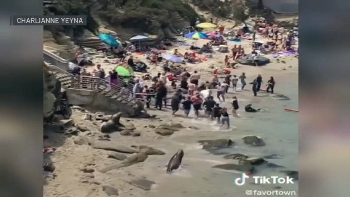 Video Shows Sea Lions Charge at Beachgoers in San Diego – NBC Boston