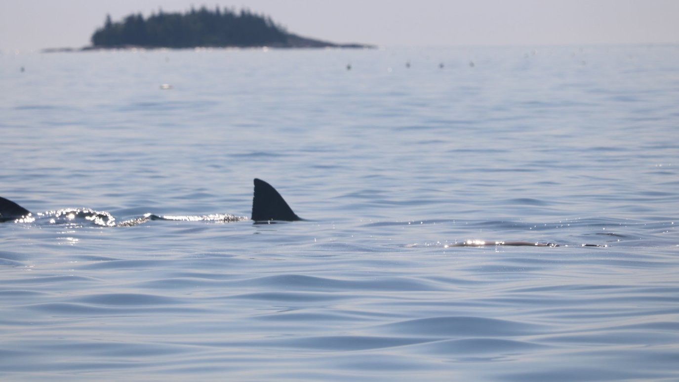 Sharks Cape Cod: Underwater Pictures Show Great Whites Off Mass. – NBC ...