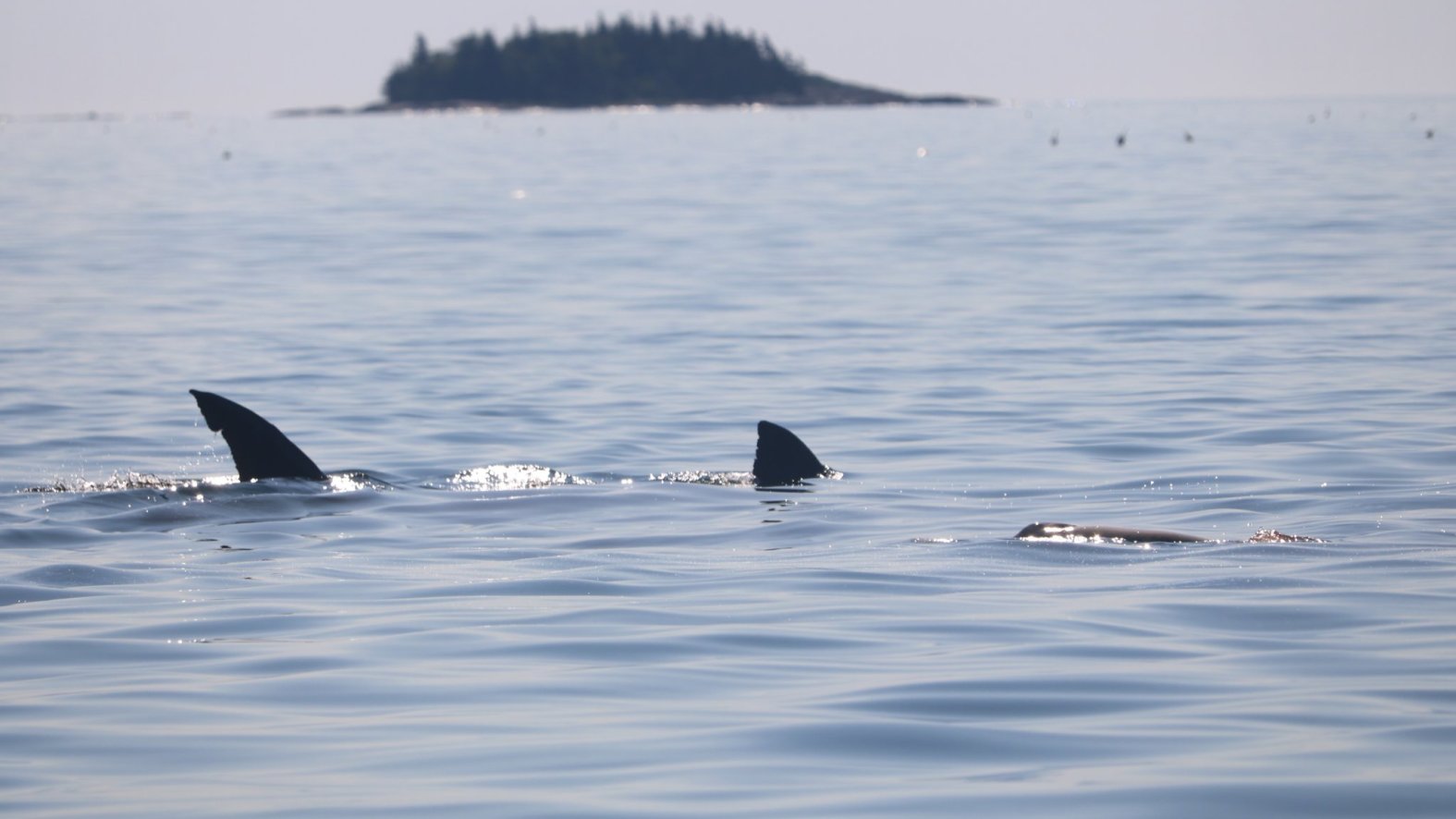 Sharks Cape Cod: Underwater Pictures Show Great Whites Off Mass. – NBC ...