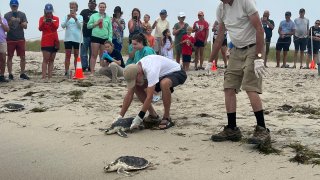 Turtles returning to waters off Cape Cod