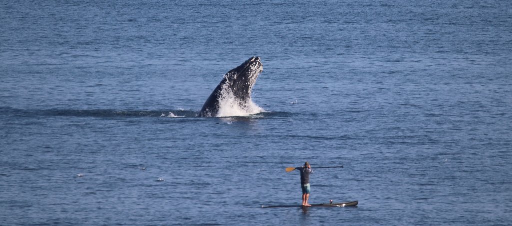 A whale jumps out of the ocean near a paddleboarder