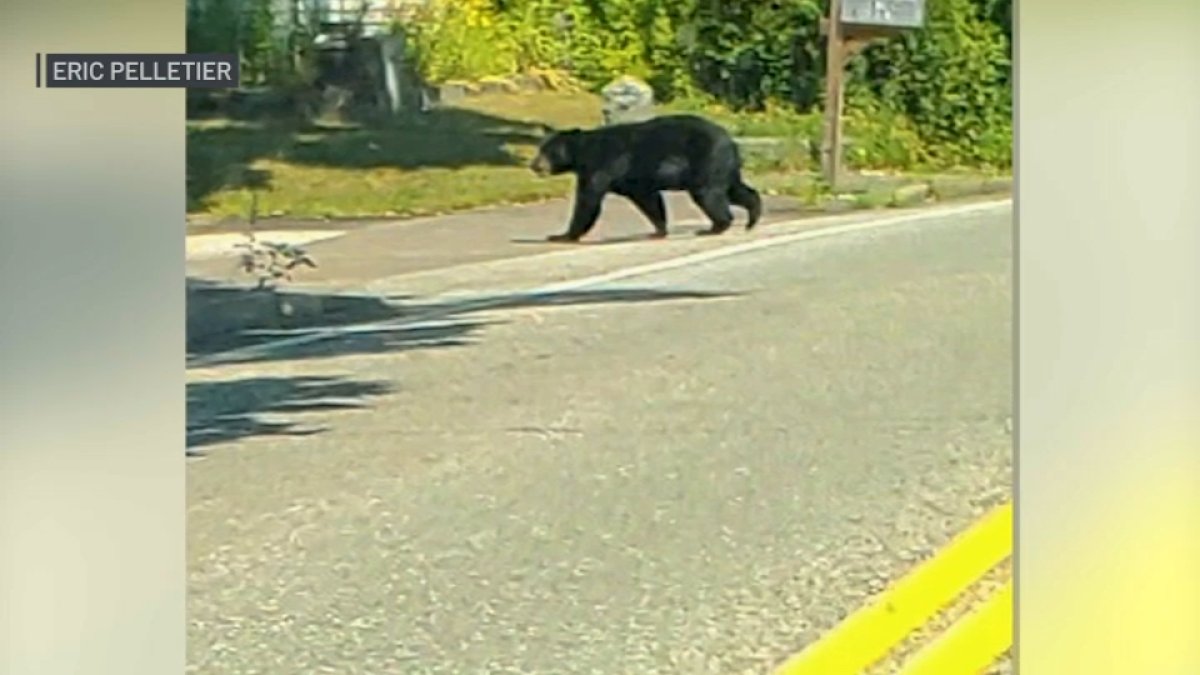 Wilmington Bear Spotted Around Town Nbc Boston 5513