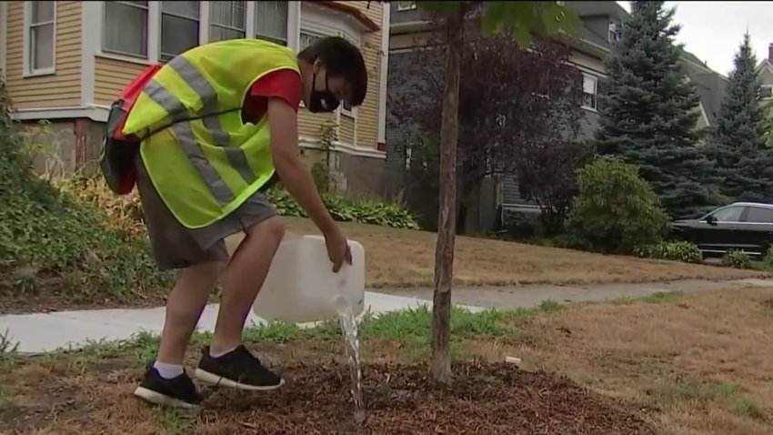 Climate 2022: Drought Impact on Trees Used to Reduce Heat Islands