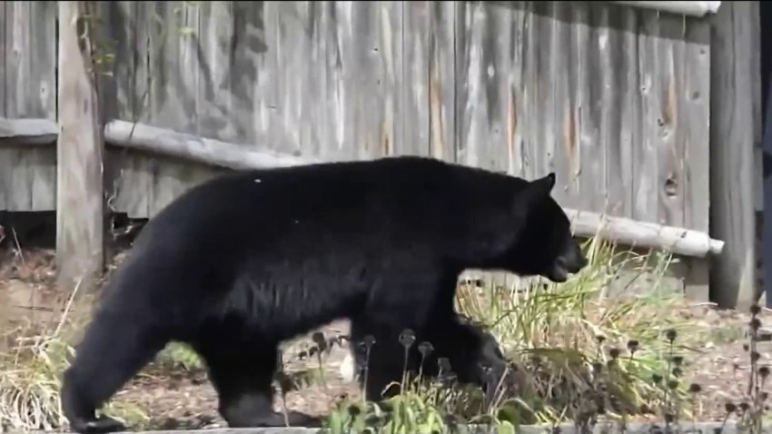 Dozens of Black Bears Killed So Far in New Jersey Hunt – NBC10