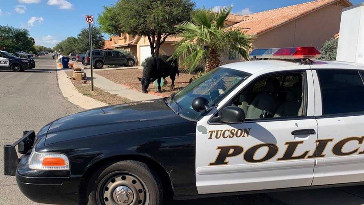 4 Killed in Shooting During Eviction Notice Serving at Tucson Apartment ...
