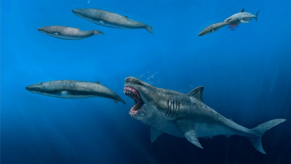 Explaining the Megalodon Shark ‘Sightings’ Off New England Coast NBC