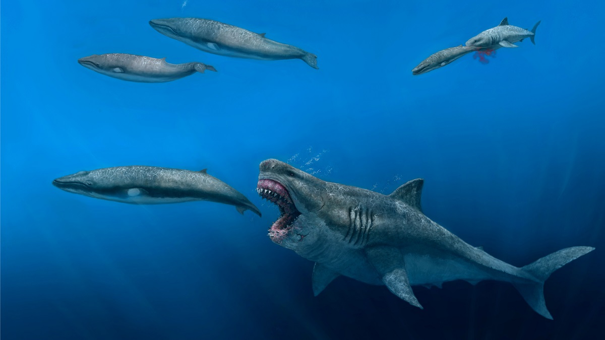 Massive Shark Caught On Camera Off New England Coast Explaining the Megalodon Shark ‘Sightings’ Off New England Coast – NBC