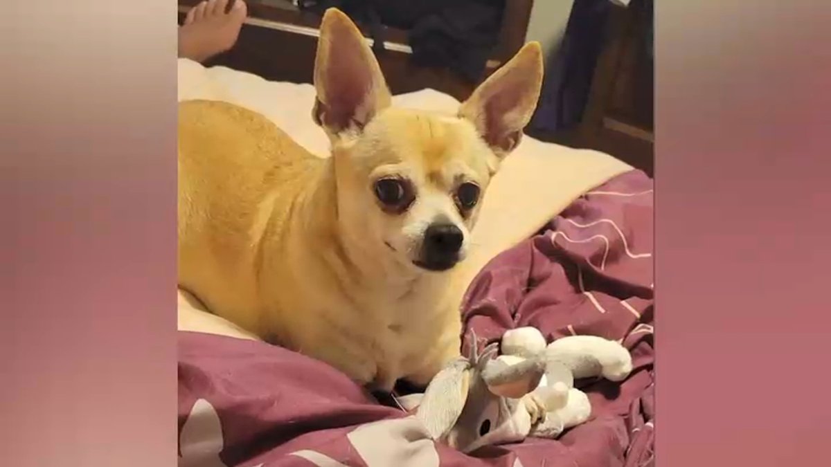 Chico the Chihuahua takes bite out of bullying at local school