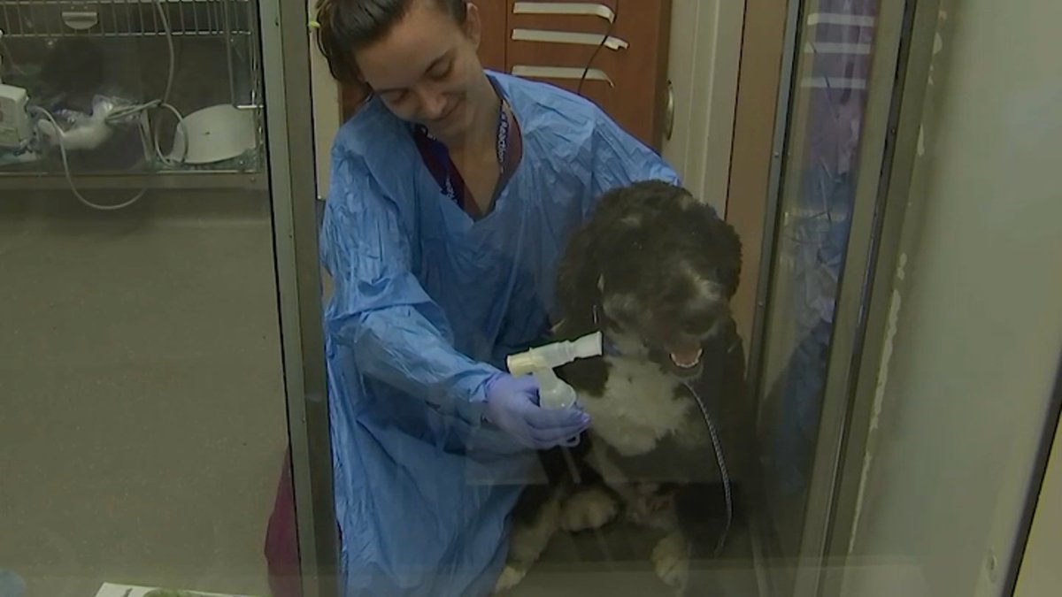 NH Vets atende cães com doença respiratória infecciosa – NBC Boston
