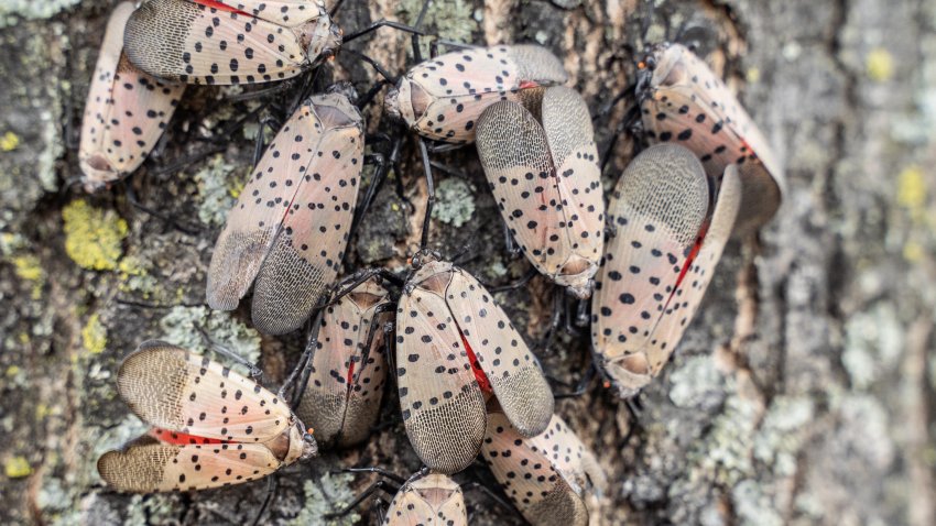 Why Experts Say You Should Immediately Squish This Bug On Sight