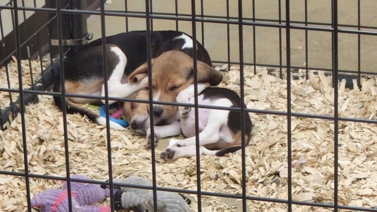 Beagle Rescue Pac Beagles Rescued From Virginia Breeding Facility Now in Mass. – NBC Boston