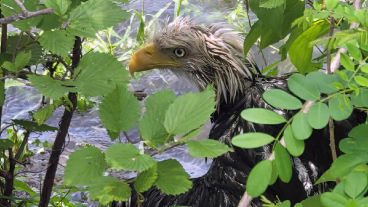 West Newbury, MA Injured Bald Eagle Rescue NBC Boston