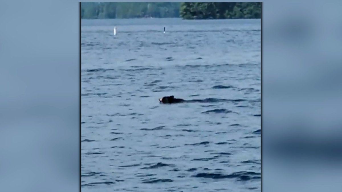 Lake Winnipesaukee Black Bear Sighting NBC Boston