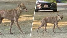 A coyote in Wilmington, Massachusetts