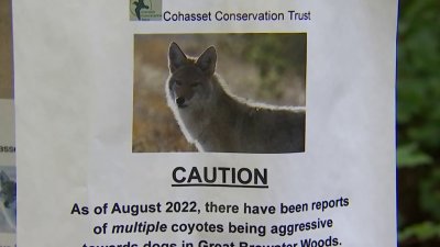 can you raise a coyote like a dog
