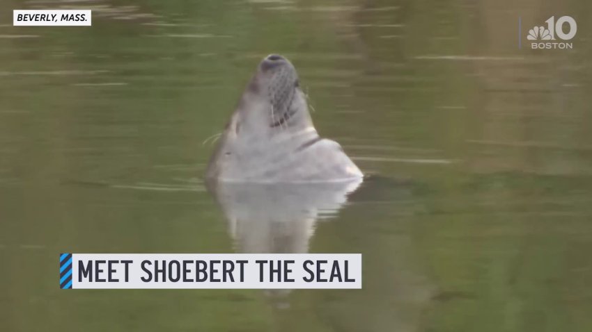 WATCH: Seal Chills Out in Mass. Pond