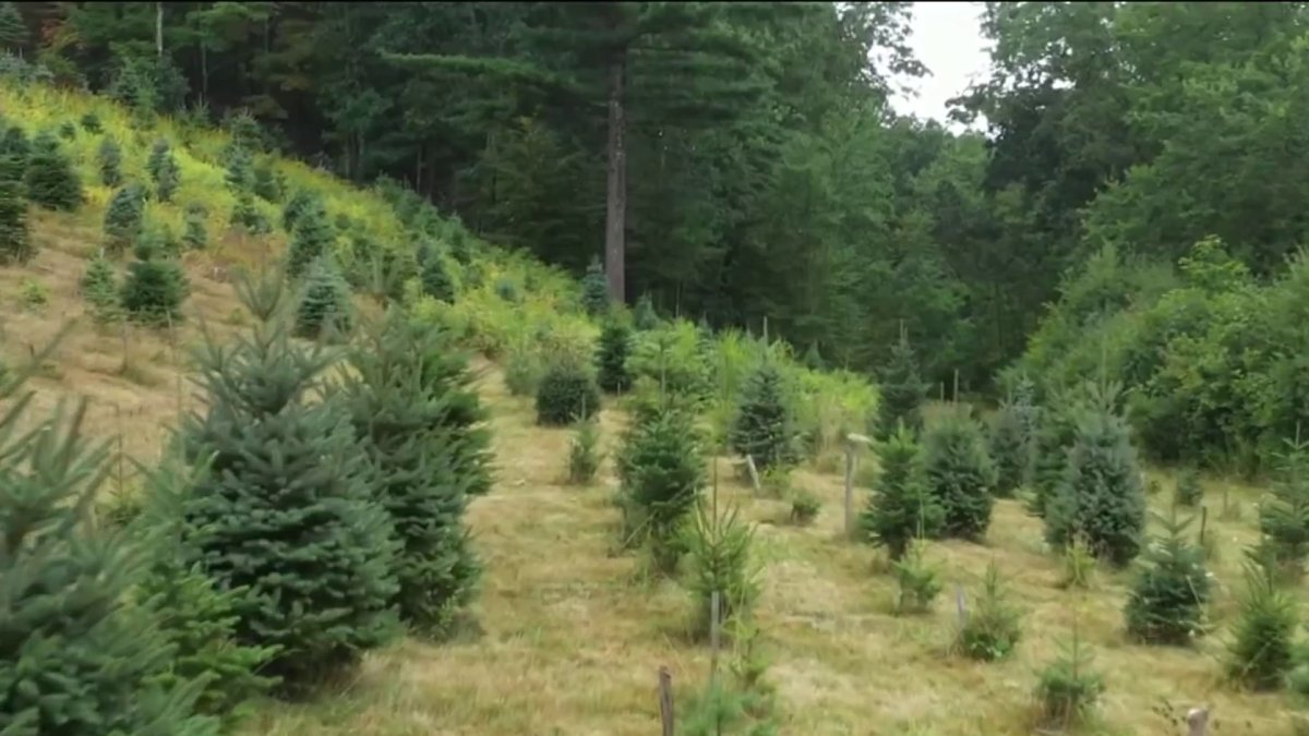 Drought Will Impact the Christmas Tree Crop NBC Boston
