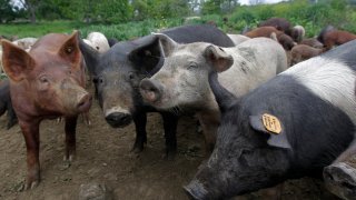 Pasture-raised pigs mingle at the certified-organic Riverdog Farm in Guinda, Calif. on Friday, April 25, 2014. Proposed state legislation would ban the sale of meat and poultry raised on non-therapeutic antibiotics.