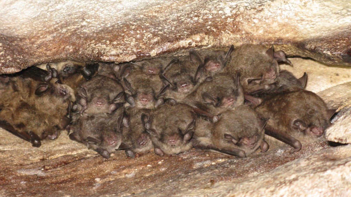Endangered Indiana Bat Colony Found in Vermont NBC Boston