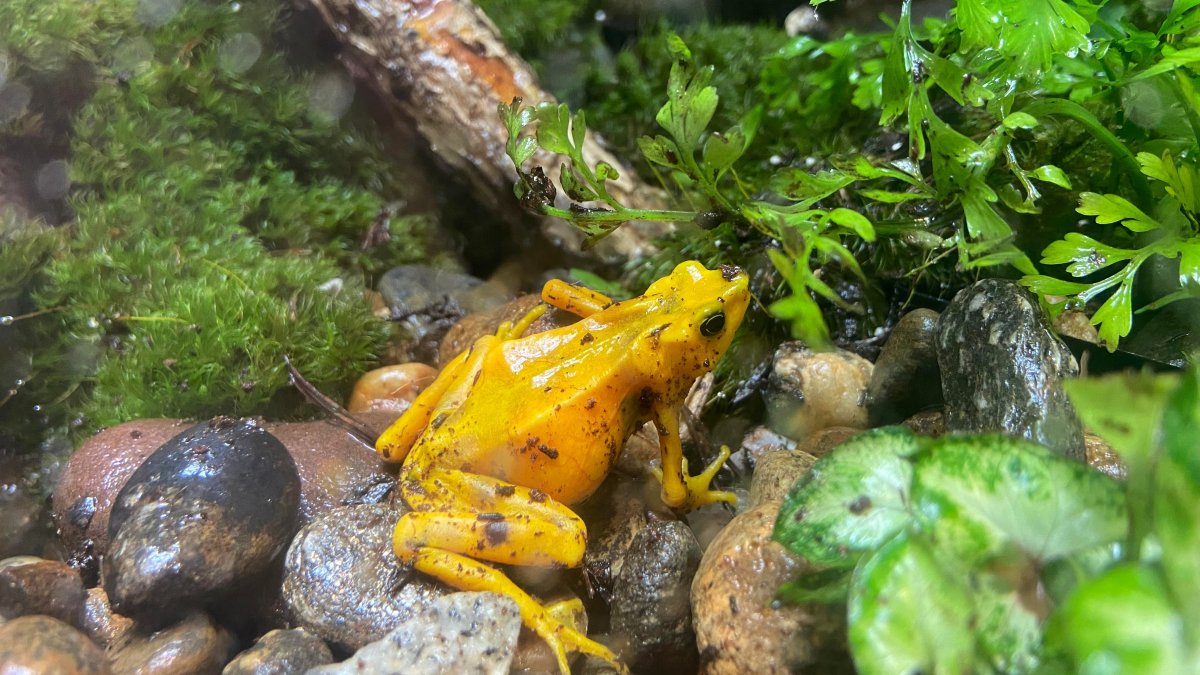 Critically Endangered Frogs on Display in Buttonwood Park Zoo Lobby in ...