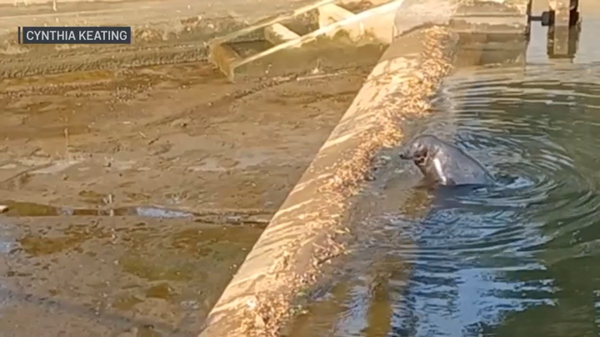 Rescue for Shoebert the Seal in Beverly’s Shoe Pond NBC Boston
