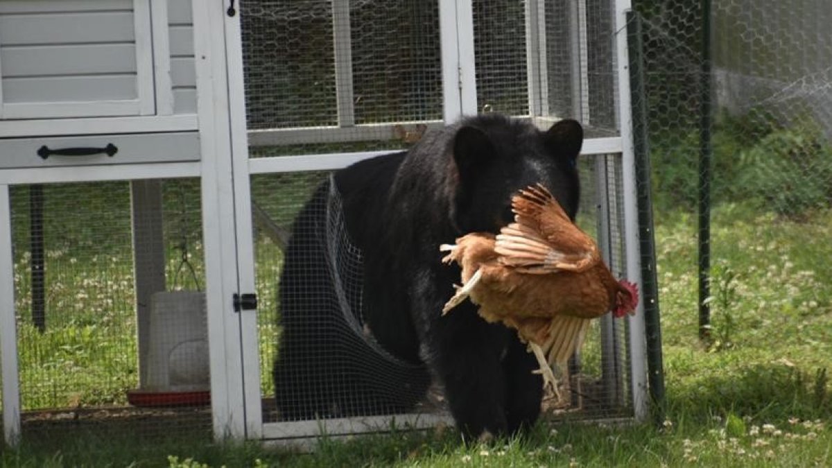 Bears Are Going for Chicken Coops, Causing BearHuman Conflicts in Mass