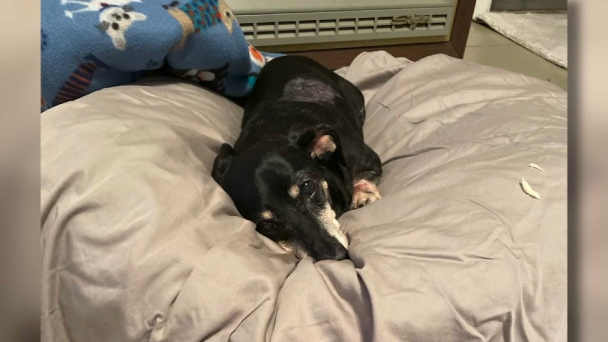 Cohasset Coyote Attack Injures Dog NBC Boston