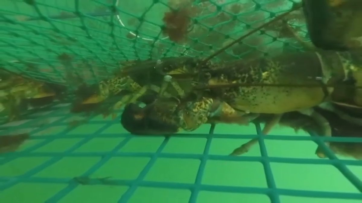 Lobster catch falls in US amid whale gear, climate changes NECN