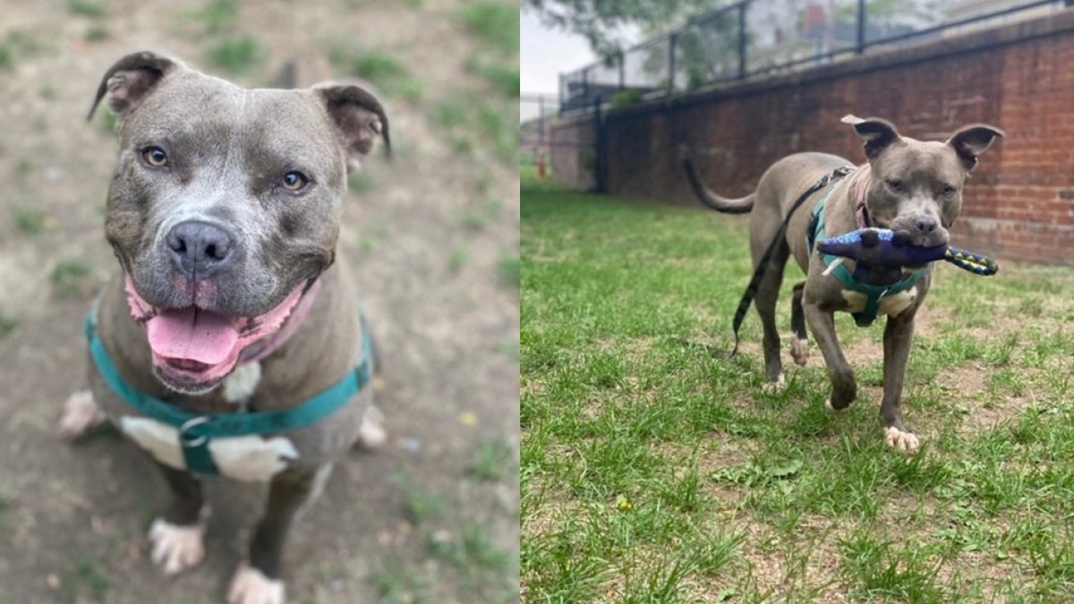 MSPCA Needs Adopter for 3-Year-Old Pitbull Mix Sophie – NBC Boston