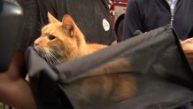 Tigger the cat was rescued from a fire in Roxbury Monday.