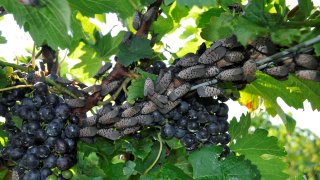 A cluster of spotted lanternflies on a grapevine.