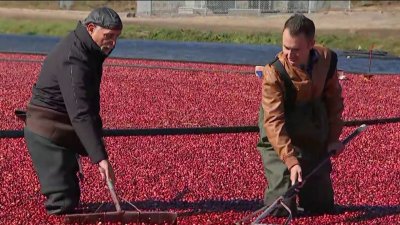 Derek Zagami Celebrates the Cranberry Harvest