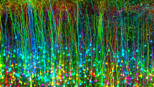 The motor area of the brain of a genetically modified mouse after suffering a brain injury.